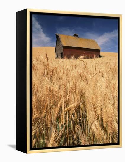 View of Barn Surrounded with Wheat Field, Palouse, Washington State, USA-Stuart Westmorland-Framed Premier Image Canvas