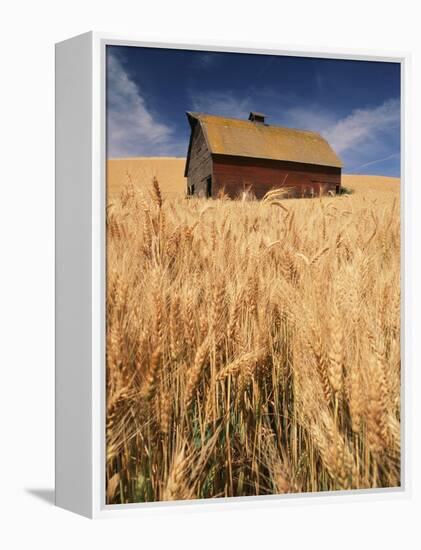 View of Barn Surrounded with Wheat Field, Palouse, Washington State, USA-Stuart Westmorland-Framed Premier Image Canvas