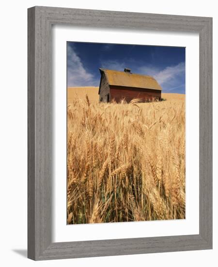 View of Barn Surrounded with Wheat Field, Palouse, Washington State, USA-Stuart Westmorland-Framed Photographic Print