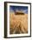 View of Barn Surrounded with Wheat Field, Palouse, Washington State, USA-Stuart Westmorland-Framed Photographic Print