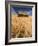 View of Barn Surrounded with Wheat Field, Palouse, Washington State, USA-Stuart Westmorland-Framed Photographic Print