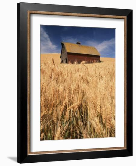 View of Barn Surrounded with Wheat Field, Palouse, Washington State, USA-Stuart Westmorland-Framed Photographic Print