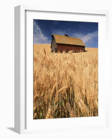 View of Barn Surrounded with Wheat Field, Palouse, Washington State, USA-Stuart Westmorland-Framed Photographic Print