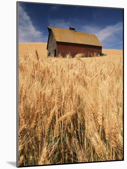 View of Barn Surrounded with Wheat Field, Palouse, Washington State, USA-Stuart Westmorland-Mounted Photographic Print