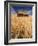 View of Barn Surrounded with Wheat Field, Palouse, Washington State, USA-Stuart Westmorland-Framed Photographic Print