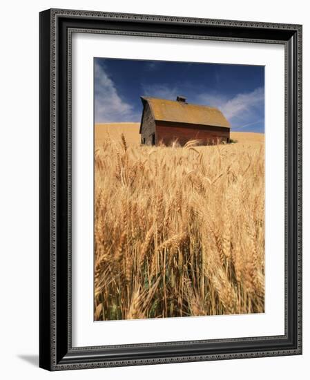 View of Barn Surrounded with Wheat Field, Palouse, Washington State, USA-Stuart Westmorland-Framed Photographic Print