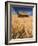 View of Barn Surrounded with Wheat Field, Palouse, Washington State, USA-Stuart Westmorland-Framed Photographic Print