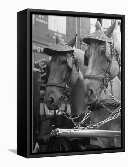 View of Beer Wagon Horses Wearing Straw Hats to Shade their Eyes from the Sun-John Phillips-Framed Premier Image Canvas