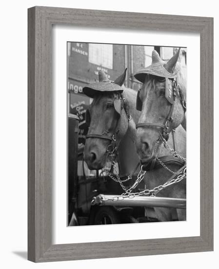 View of Beer Wagon Horses Wearing Straw Hats to Shade their Eyes from the Sun-John Phillips-Framed Photographic Print