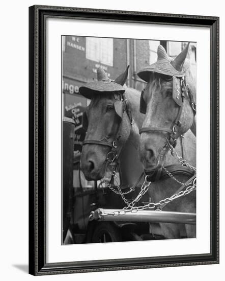 View of Beer Wagon Horses Wearing Straw Hats to Shade their Eyes from the Sun-John Phillips-Framed Photographic Print