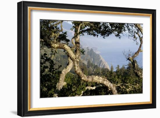 View of Big Sur Coastline, Central California, USA Through Twisted Treetrunks-Natalie Tepper-Framed Photographic Print