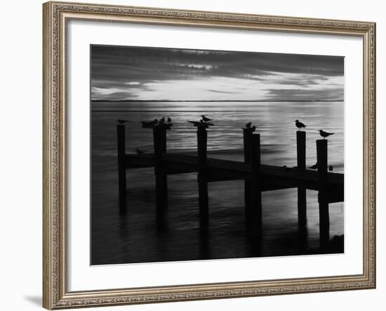 View of Birds on Pier at Sunset, Fort Myers, Florida, USA-Adam Jones-Framed Photographic Print