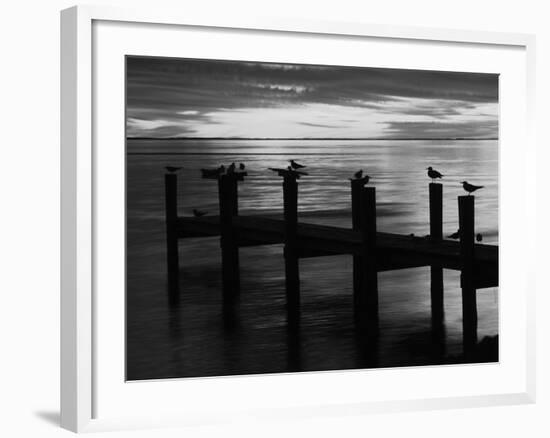 View of Birds on Pier at Sunset, Fort Myers, Florida, USA-Adam Jones-Framed Photographic Print
