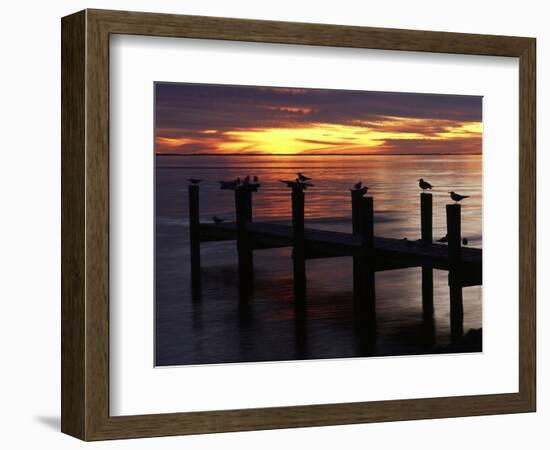 View of Birds on Pier at Sunset, Fort Myers, Florida, USA-Adam Jones-Framed Photographic Print