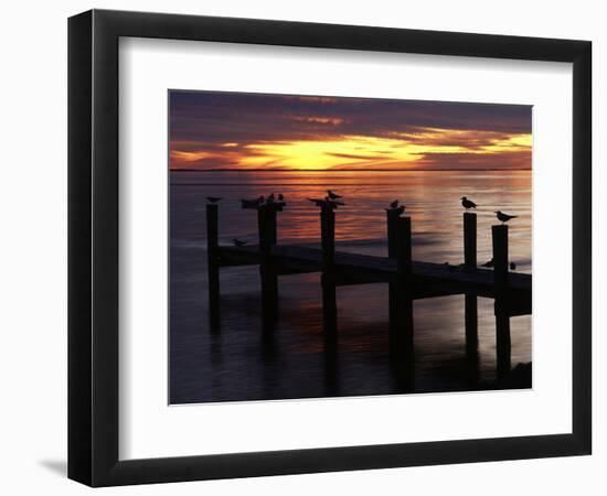 View of Birds on Pier at Sunset, Fort Myers, Florida, USA-Adam Jones-Framed Photographic Print