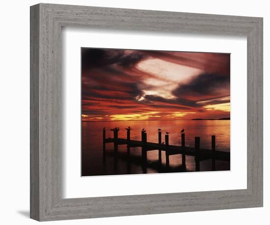 View of Birds on Pier at Sunset, Fort Myers, Florida, USA-Adam Jones-Framed Photographic Print