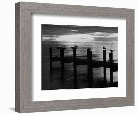 View of Birds on Pier at Sunset, Fort Myers, Florida, USA-Adam Jones-Framed Photographic Print