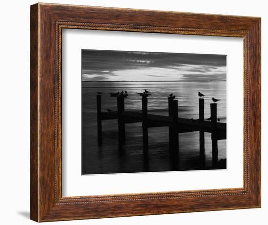 View of Birds on Pier at Sunset, Fort Myers, Florida, USA-Adam Jones-Framed Photographic Print