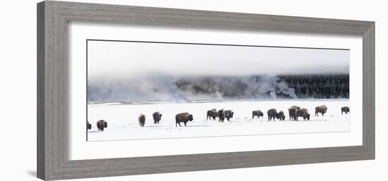 View of Bison herd (Bison bison) Fountain Flats, Yellowstone National Park, Wyoming, USA-Panoramic Images-Framed Photographic Print