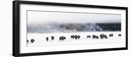 View of Bison herd (Bison bison) Fountain Flats, Yellowstone National Park, Wyoming, USA-Panoramic Images-Framed Photographic Print