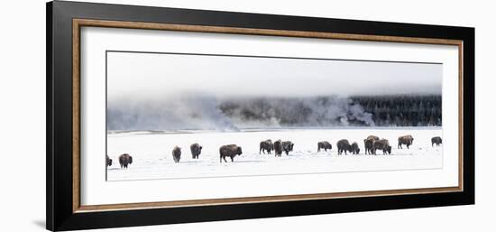 View of Bison herd (Bison bison) Fountain Flats, Yellowstone National Park, Wyoming, USA-Panoramic Images-Framed Photographic Print