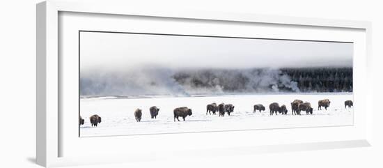 View of Bison herd (Bison bison) Fountain Flats, Yellowstone National Park, Wyoming, USA-Panoramic Images-Framed Photographic Print