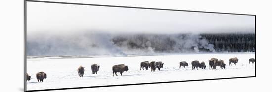 View of Bison herd (Bison bison) Fountain Flats, Yellowstone National Park, Wyoming, USA-Panoramic Images-Mounted Photographic Print