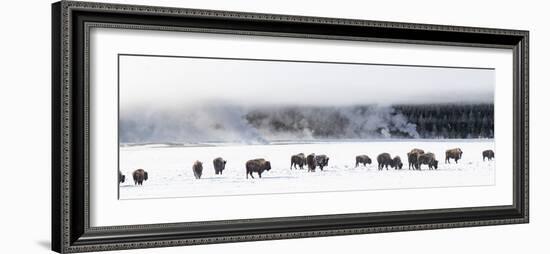 View of Bison herd (Bison bison) Fountain Flats, Yellowstone National Park, Wyoming, USA-Panoramic Images-Framed Photographic Print