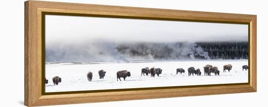 View of Bison herd (Bison bison) Fountain Flats, Yellowstone National Park, Wyoming, USA-Panoramic Images-Framed Premier Image Canvas