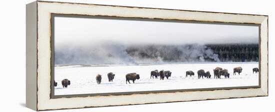 View of Bison herd (Bison bison) Fountain Flats, Yellowstone National Park, Wyoming, USA-Panoramic Images-Framed Premier Image Canvas