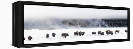 View of Bison herd (Bison bison) Fountain Flats, Yellowstone National Park, Wyoming, USA-Panoramic Images-Framed Premier Image Canvas