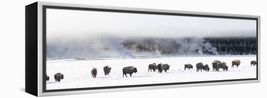 View of Bison herd (Bison bison) Fountain Flats, Yellowstone National Park, Wyoming, USA-Panoramic Images-Framed Premier Image Canvas