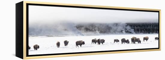 View of Bison herd (Bison bison) Fountain Flats, Yellowstone National Park, Wyoming, USA-Panoramic Images-Framed Premier Image Canvas