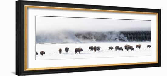 View of Bison herd (Bison bison) Fountain Flats, Yellowstone National Park, Wyoming, USA-Panoramic Images-Framed Premium Photographic Print