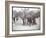 View of Boys Playing Basketball on a Court at Tompkins Square Park on Arbor Day, New York, 1904-Byron Company-Framed Giclee Print