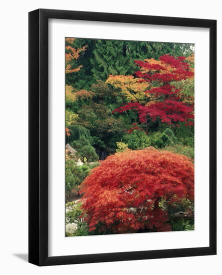 View of Butchart Garden, Victoria, British Columbia, Canada-Stuart Westmorland-Framed Photographic Print