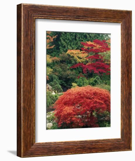 View of Butchart Garden, Victoria, British Columbia, Canada-Stuart Westmorland-Framed Photographic Print