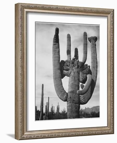 View Of Cactus And Surrounding Area "Saguaros Saguaro National Monument" Arizona 1933-1942-Ansel Adams-Framed Art Print