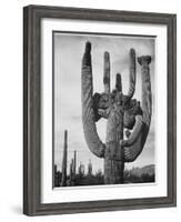 View Of Cactus And Surrounding Area "Saguaros Saguaro National Monument" Arizona 1933-1942-Ansel Adams-Framed Art Print