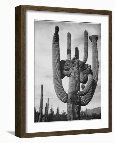 View Of Cactus And Surrounding Area "Saguaros Saguaro National Monument" Arizona 1933-1942-Ansel Adams-Framed Art Print