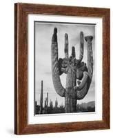 View Of Cactus And Surrounding Area "Saguaros Saguaro National Monument" Arizona 1933-1942-Ansel Adams-Framed Art Print