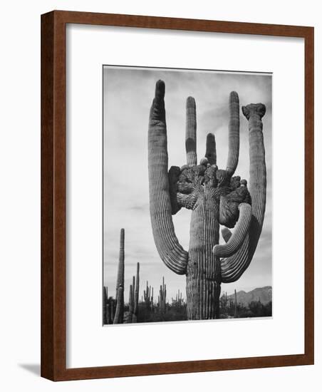 View Of Cactus And Surrounding Area "Saguaros Saguaro National Monument" Arizona 1933-1942-Ansel Adams-Framed Art Print