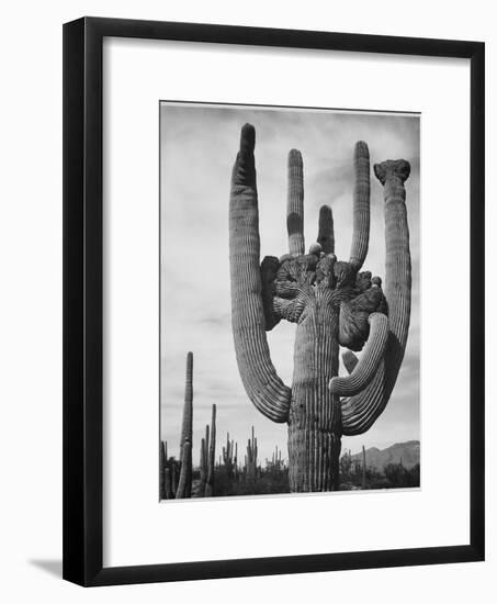 View Of Cactus And Surrounding Area "Saguaros Saguaro National Monument" Arizona 1933-1942-Ansel Adams-Framed Art Print