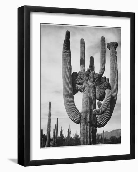 View Of Cactus And Surrounding Area "Saguaros Saguaro National Monument" Arizona 1933-1942-Ansel Adams-Framed Art Print