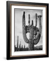 View Of Cactus And Surrounding Area "Saguaros Saguaro National Monument" Arizona 1933-1942-Ansel Adams-Framed Art Print