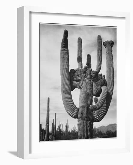 View Of Cactus And Surrounding Area "Saguaros Saguaro National Monument" Arizona 1933-1942-Ansel Adams-Framed Art Print