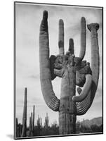 View Of Cactus And Surrounding Area "Saguaros Saguaro National Monument" Arizona 1933-1942-Ansel Adams-Mounted Art Print