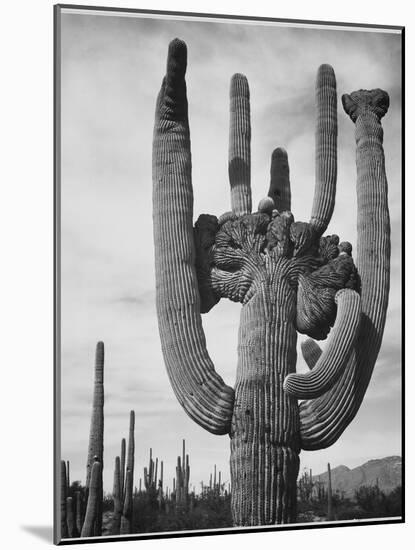 View Of Cactus And Surrounding Area "Saguaros Saguaro National Monument" Arizona 1933-1942-Ansel Adams-Mounted Art Print