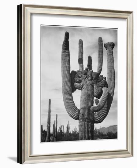 View Of Cactus And Surrounding Area "Saguaros Saguaro National Monument" Arizona 1933-1942-Ansel Adams-Framed Art Print