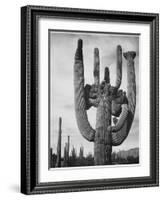 View Of Cactus And Surrounding Area "Saguaros Saguaro National Monument" Arizona 1933-1942-Ansel Adams-Framed Art Print
